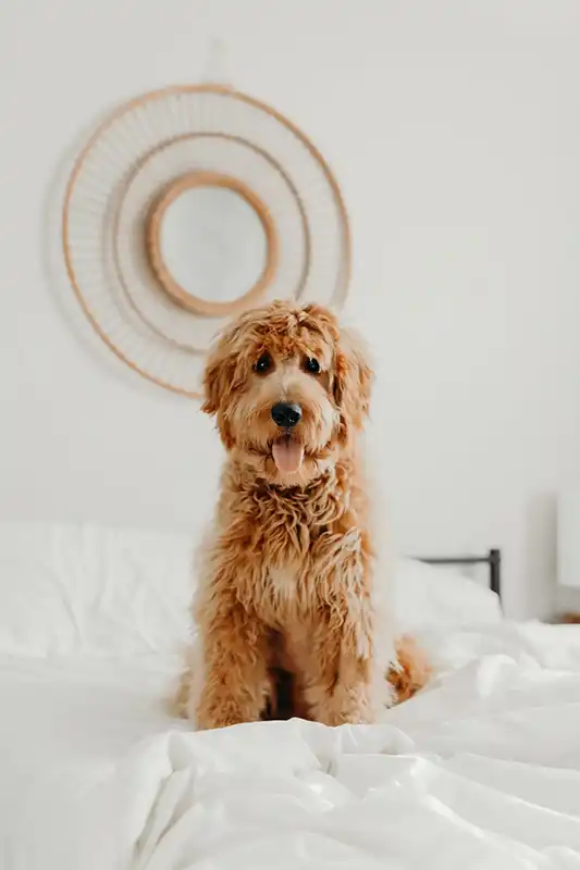 Fluffy brown dog sitting on a white bed
