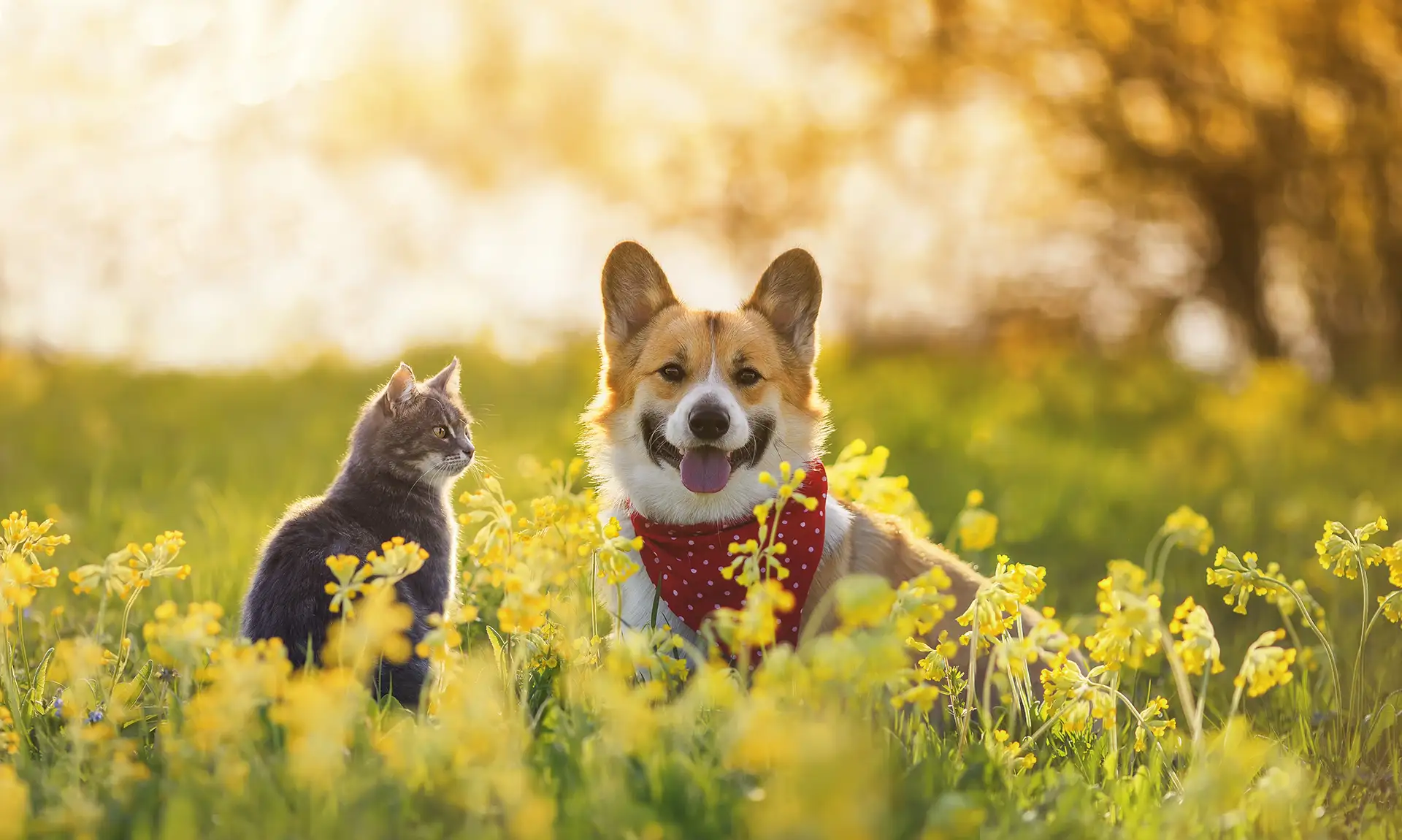 Dog and cat in a field of wild flowers