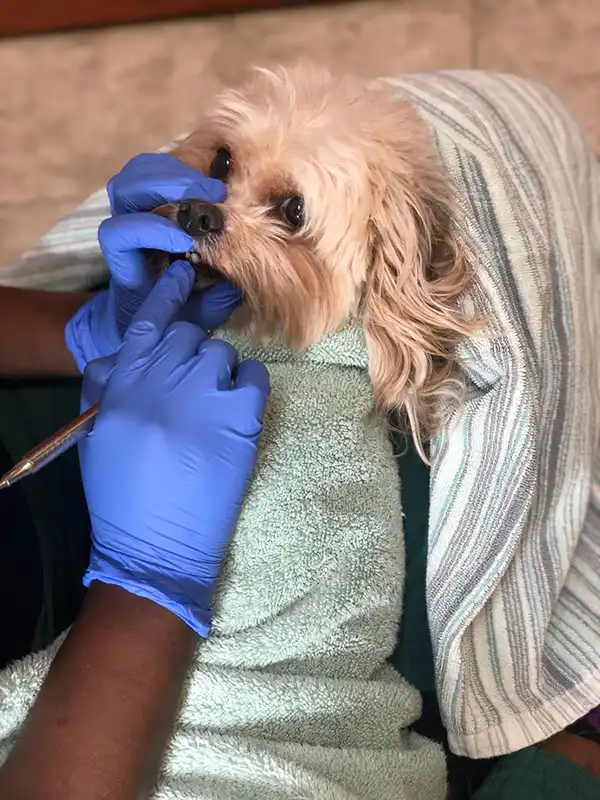 Dog getting a Non-Anesthetic Teeth Cleaning
