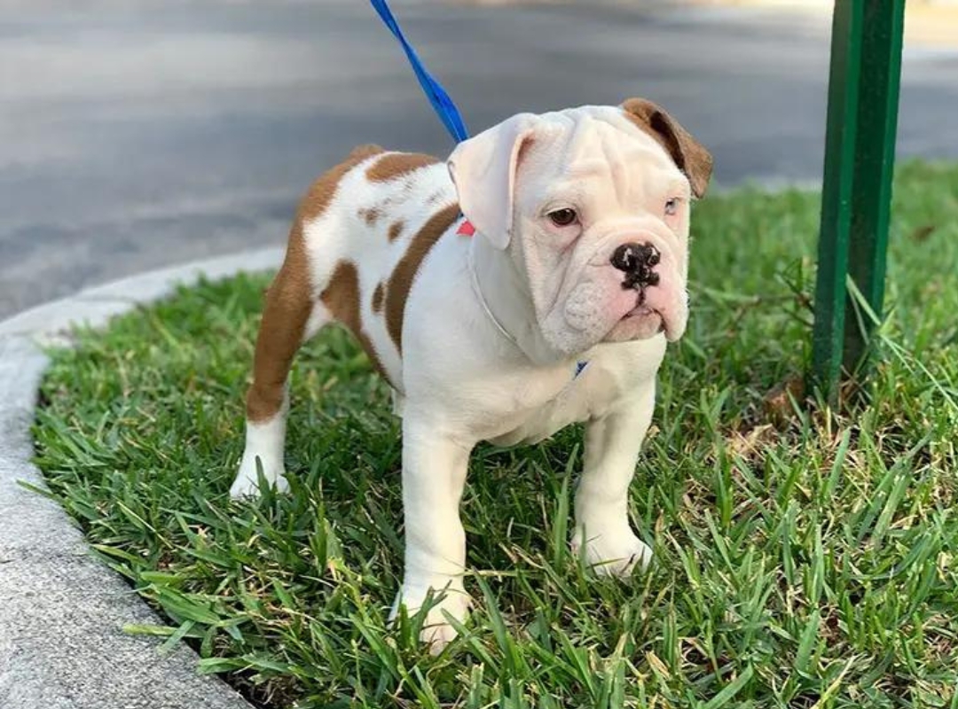 A cute bulldog puppy standing on green grass