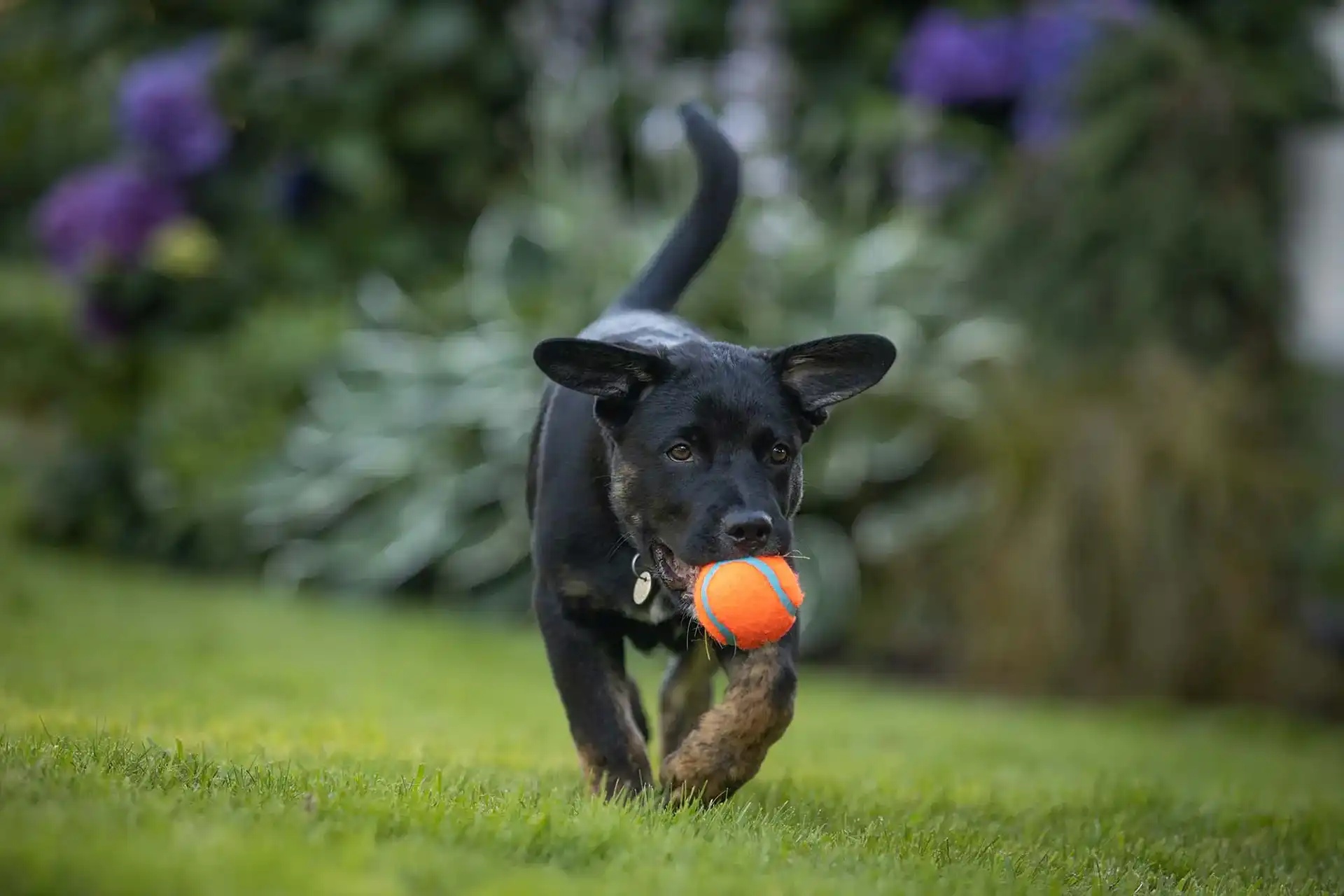 A dog walking & having ball in its mouth