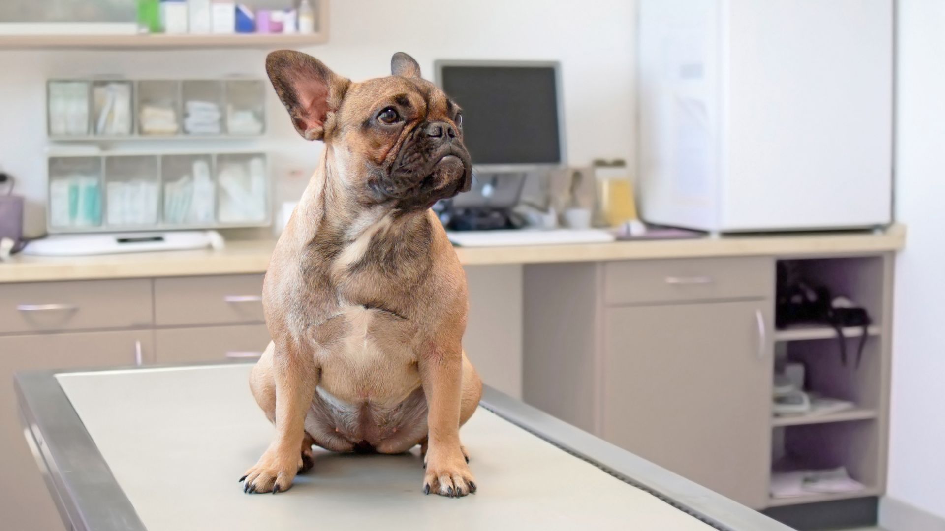 A dog is sitting on an examination table