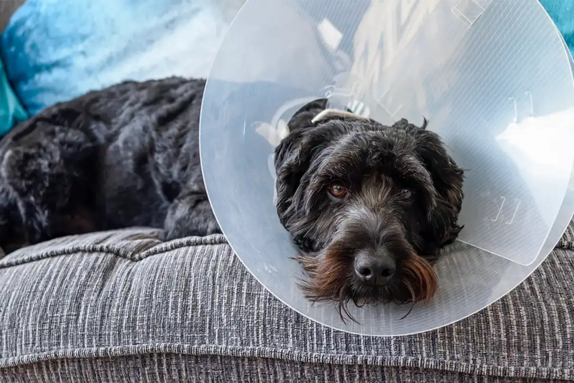 A dog wearing cone after surgery