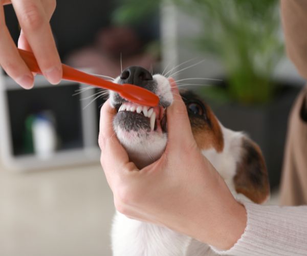 A person brushing a dog's teeth