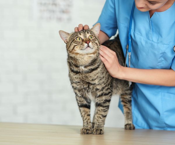 A vet examining a cat