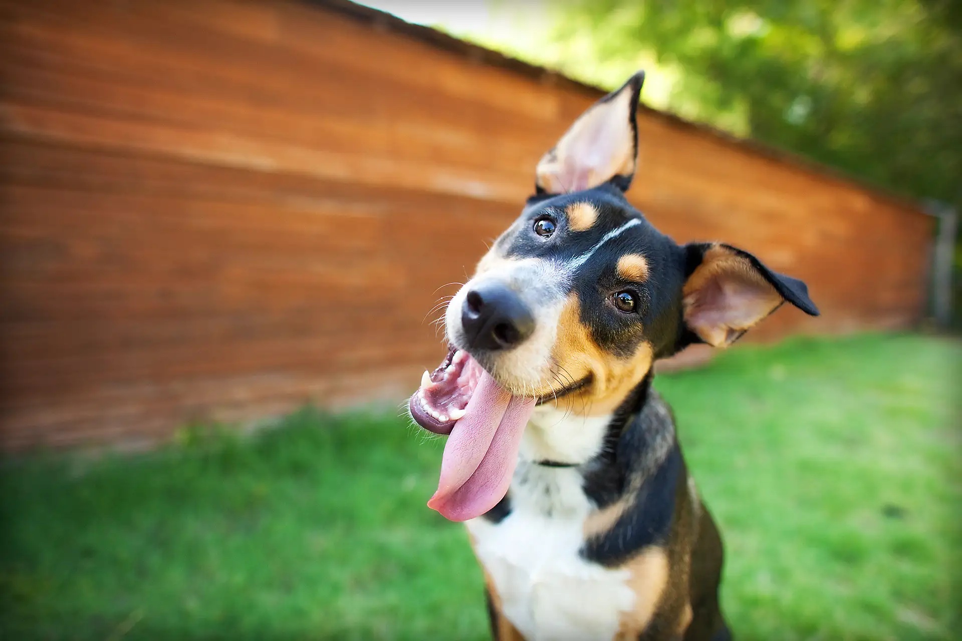 Dog is laughing & it's tongue out