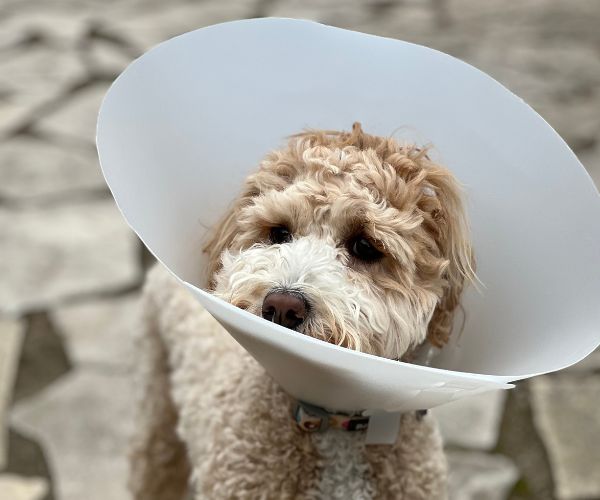 Dog wearing cone after surgery