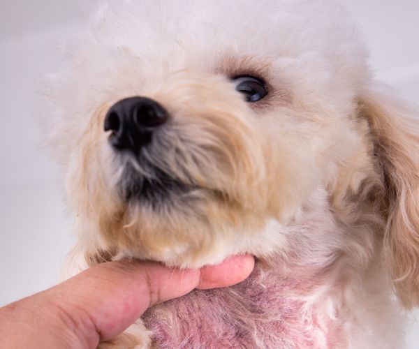 Dog's body with red irritated skin due to allergy