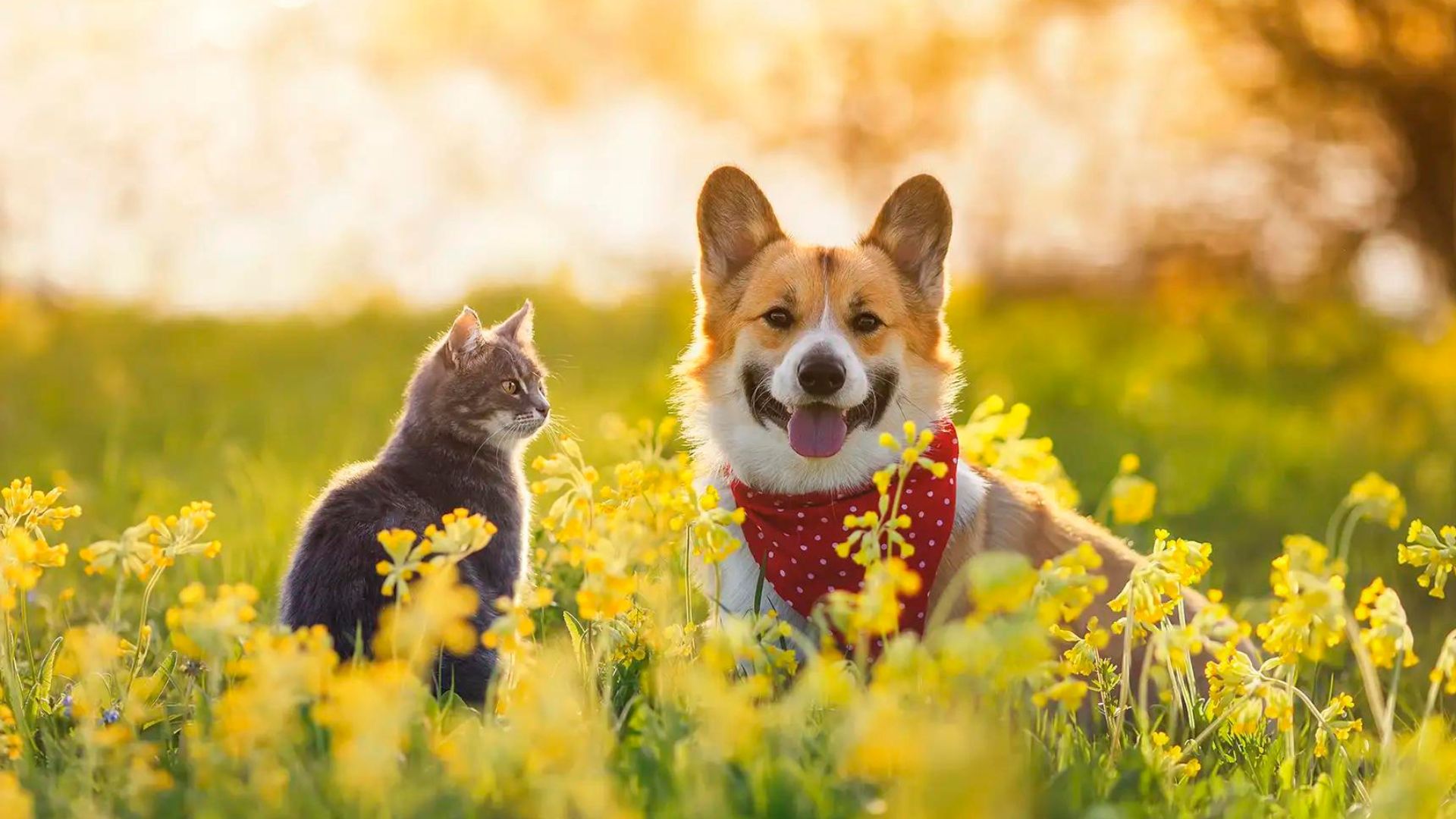 A dog and cat frolicking in a field of colorful flowers