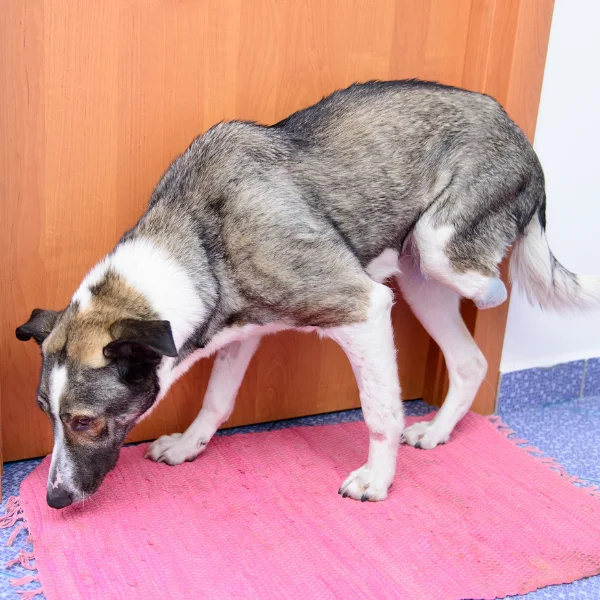 A dog with a missing hind leg stands on a pink mat in front of a wooden door, sniffing the floor. The dog has a gray and white coat with black markings on its head and ears. The surroundings suggest an indoor setting, possibly a home or a veterinary clinic.