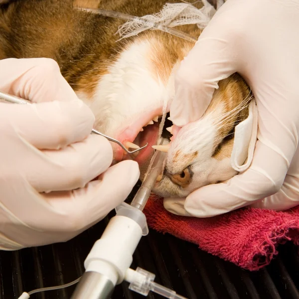 Veterinarian performing dental work on a sedated cat, focusing on cleaning the cat's teeth with specialized dental instruments while the cat is under anesthesia.