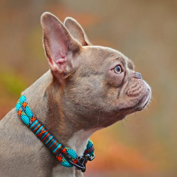 A profile view of a small dog with a flat face, likely a French Bulldog, wearing a colorful, patterned collar. The dog's fur is a mix of gray and brown, and its large, upright ears are pointed forward. The background is blurred, suggesting an outdoor setting with earthy tones.