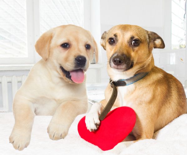 Two dogs sitting on a bed adorned with a red heart