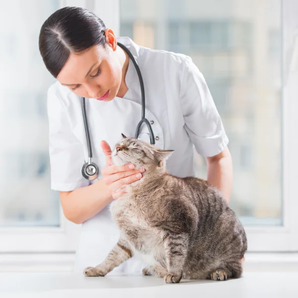 Veterinarian gently examining a content-looking cat on an examination table, with the cat sitting calmly while the vet checks under its chin.