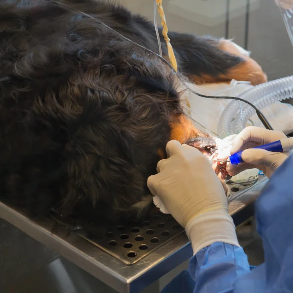 Veterinarian performing complex dental extraction on a sedated large dog, with the dog lying on an examination table while the vet carefully works on the dog's mouth using specialized dental tools.