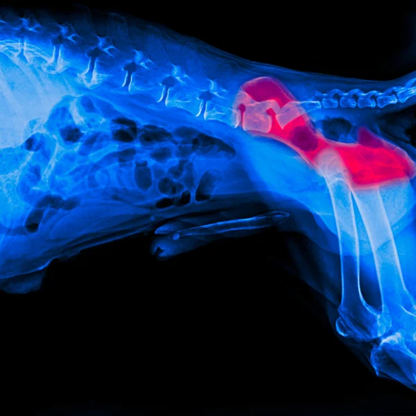 An X-ray image of a dog's hip joint, showing the skeletal structure in shades of blue. The area around the hip joint is highlighted in red, indicating a problem, likely hip dysplasia. The image provides a clear view of the pelvis, spine, and femur, focusing on the misalignment or deformation of the hip joint.