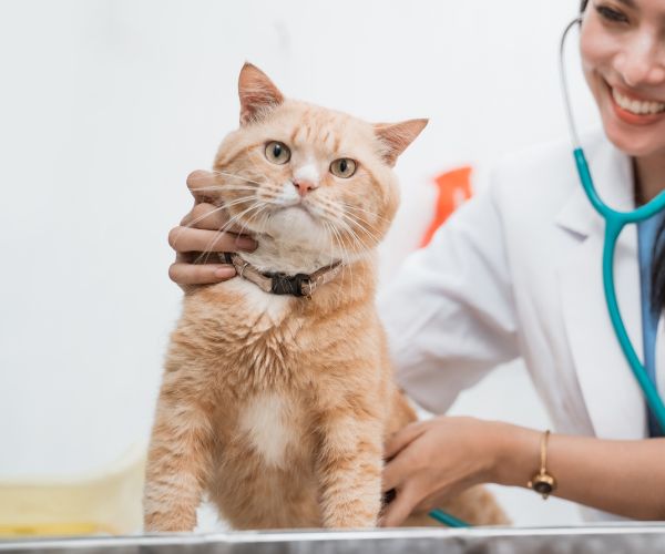 A vet using a stethoscope to examine a cat