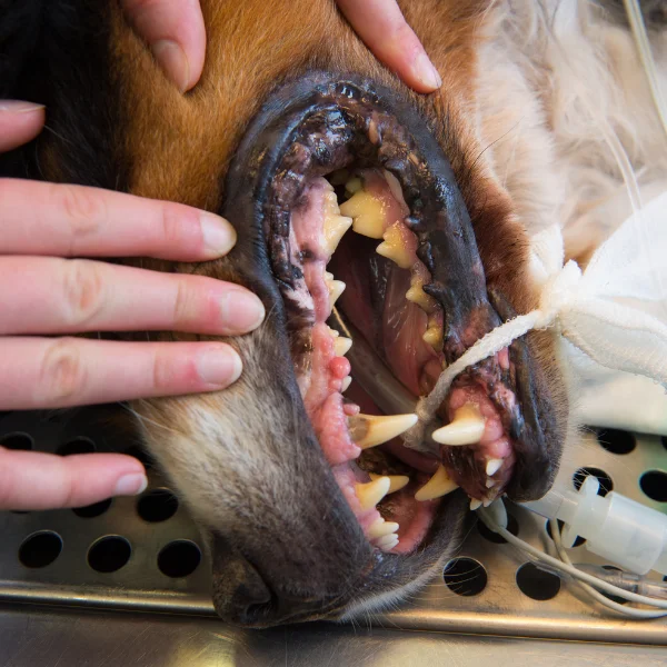 Close-up view of a sedated dog's mouth showing its teeth and gums during a dental procedure, with a veterinarian's hands gently holding the dog's head in place.