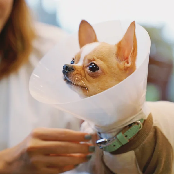 A small Chihuahua wearing a plastic cone (E-collar) around its neck looks off to the side with wide, alert eyes. The dog is dressed in a sweater, and a person with light green nail polish gently holds the dog, offering support. The background is softly blurred, suggesting an indoor environment, possibly a veterinary clinic.