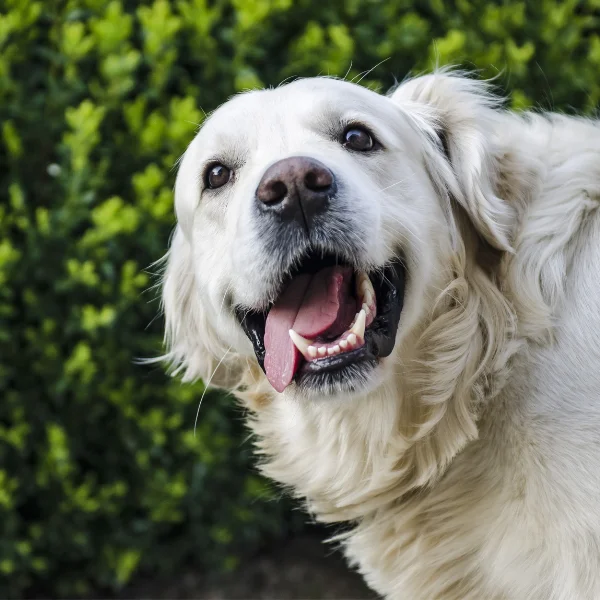 Happy white dog with its mouth open and tongue out, showing healthy teeth, standing outdoors in front of green foliage.