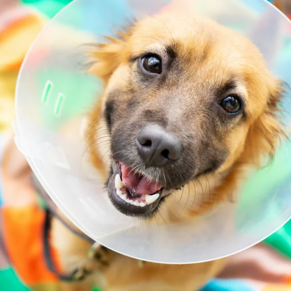 A happy dog with a reddish-brown coat is wearing a plastic cone (E-collar) around its neck. The dog is looking up with a big smile, its eyes bright and full of energy. The background is colorful and slightly blurred, suggesting an outdoor or playful setting. The dog's joyful expression contrasts with the typically uncomfortable nature of wearing an E-collar.