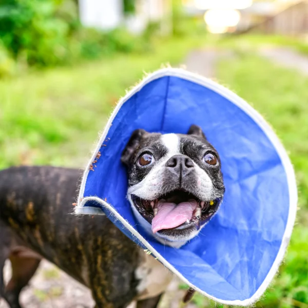 A joyful Boston Terrier with a black and white coat is wearing a blue fabric cone (E-collar) around its neck. The dog's mouth is open, tongue out, and eyes wide with excitement, as it stands outdoors on a grassy path. The background is blurred, showcasing a green, natural environment, while the dog appears energetic and happy despite the cone.