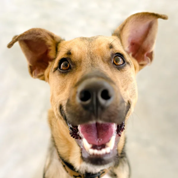 Close-up of a happy, tan-colored dog with upright ears and a big smile, looking directly at the camera with a joyful expression.