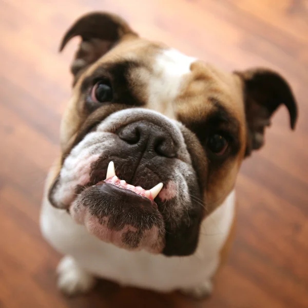 Close-up of a bulldog with an underbite, showing its unique facial expression and prominent lower teeth, sitting indoors on a wooden floor.