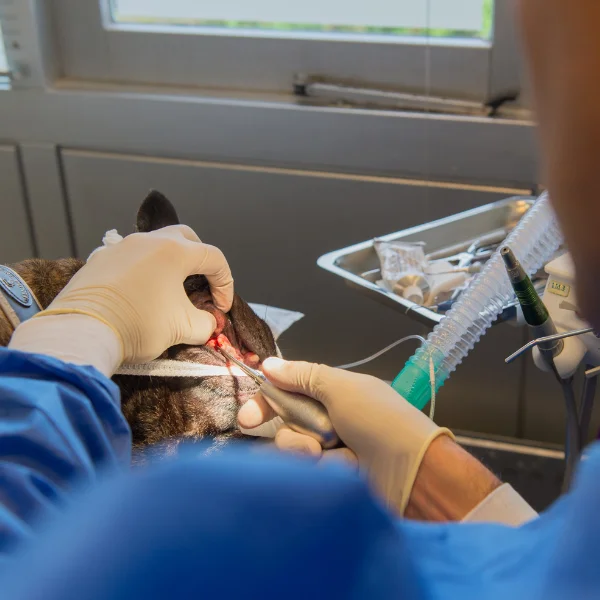 Veterinarian performing surgery on a sedated dog, carefully working inside the dog's mouth with specialized tools while the dog is connected to an anesthesia machine.