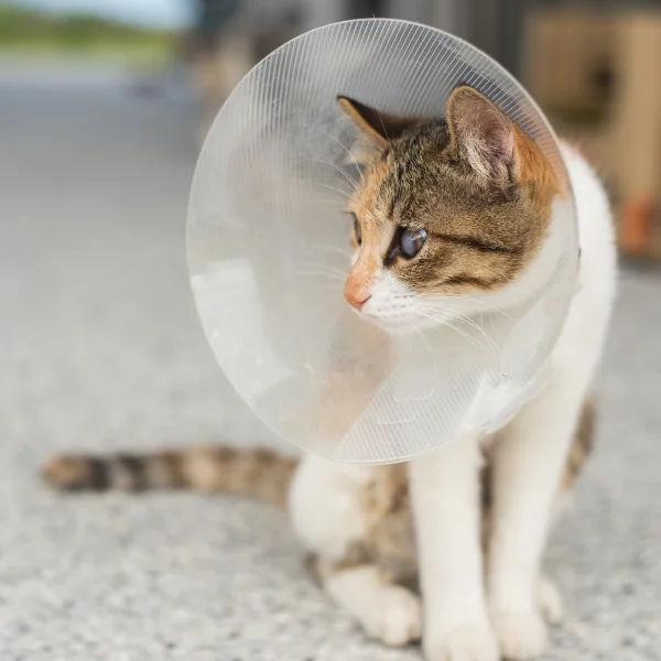 A small, calico cat sits on a light-colored floor wearing a clear plastic cone (E-collar) around its neck. The cat looks off to the side with a calm and slightly curious expression. Its fur is a mix of brown, black, and white, with a striped tail visible in the background. The setting appears to be indoors, possibly a veterinary clinic or home.