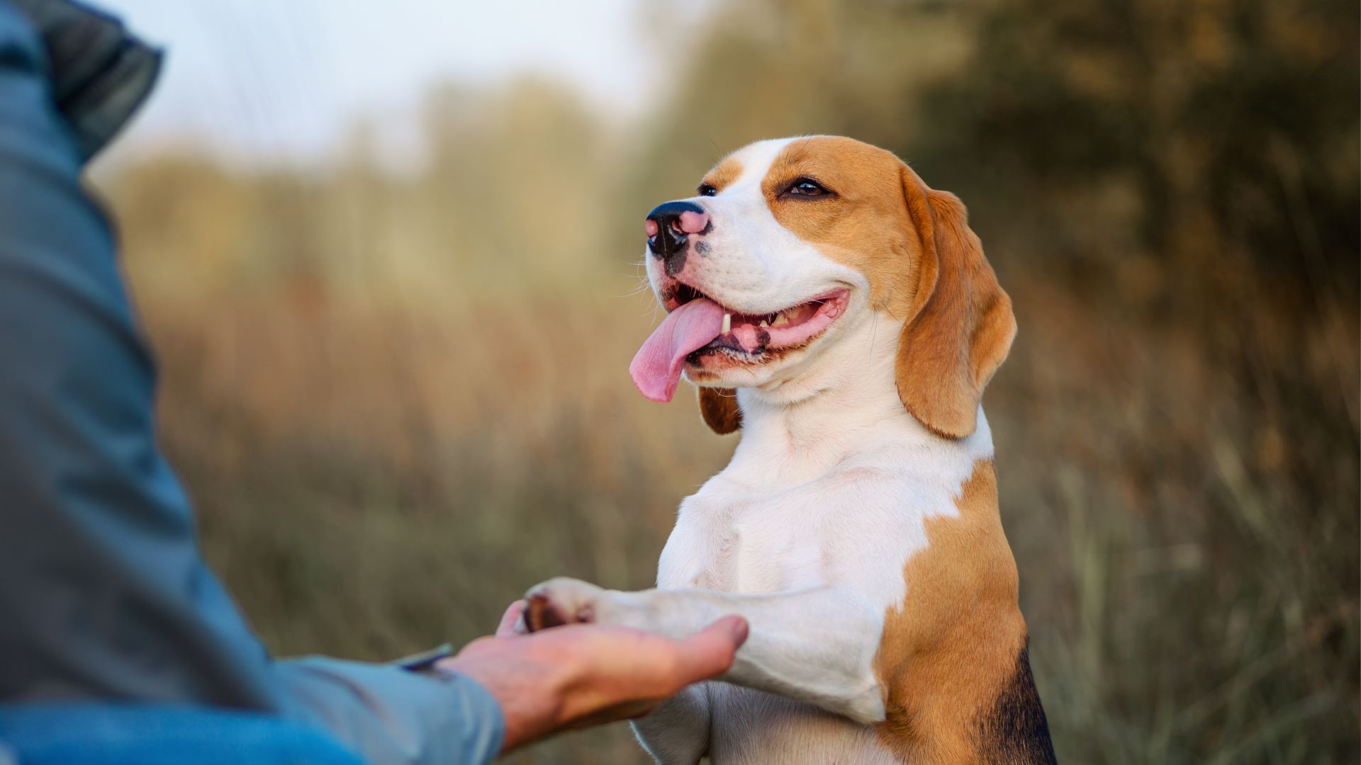 A person gently pets a beagle dog