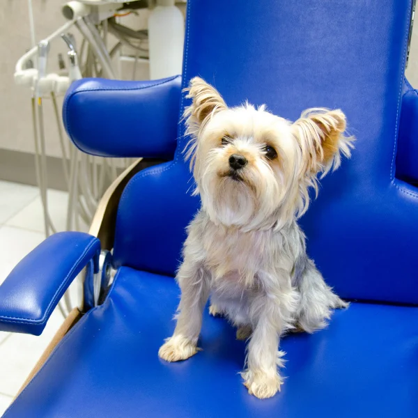 Small Yorkshire Terrier sitting on a blue dental chair in a veterinary clinic, looking up with a curious expression, surrounded by dental equipment.