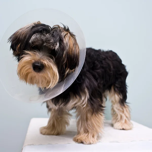 A small, fluffy dog with a black and tan coat stands on a white table, wearing a clear plastic cone (E-collar) around its neck. The dog's fur is slightly tousled, and its eyes are partially hidden behind the hair on its face. The dog has a calm and slightly curious demeanor, and the background is a plain, light blue, suggesting an indoor setting, possibly a veterinary clinic.