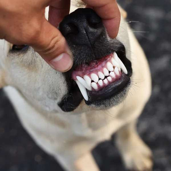 Close-up of a person's hand lifting a dog's upper lip to reveal clean, white teeth and healthy gums, showcasing the dog's dental health.