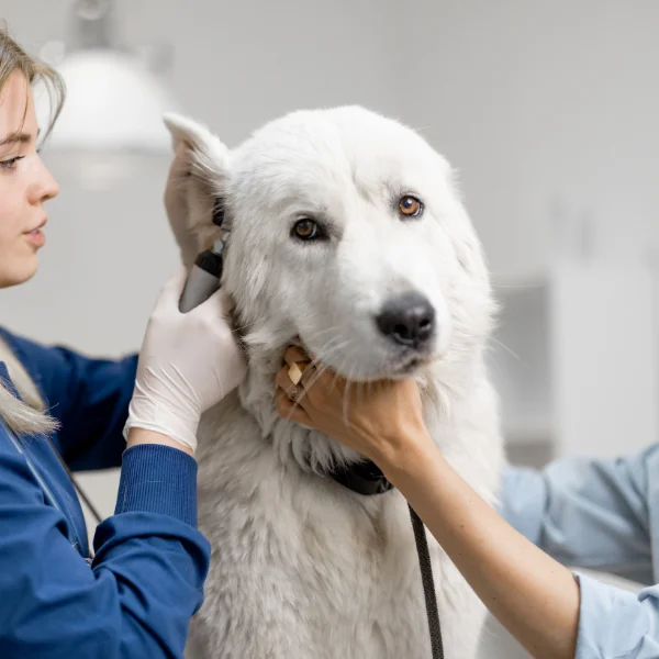 A large white dog, possibly a Great Pyrenees, is being examined by a veterinarian in a clinical setting. The dog has a calm but slightly concerned expression as the vet, wearing gloves and a blue uniform, uses an otoscope to check the dog's ear. The dog's head is gently held by another person to keep it steady during the examination. The background is a clean, well-lit veterinary clinic.