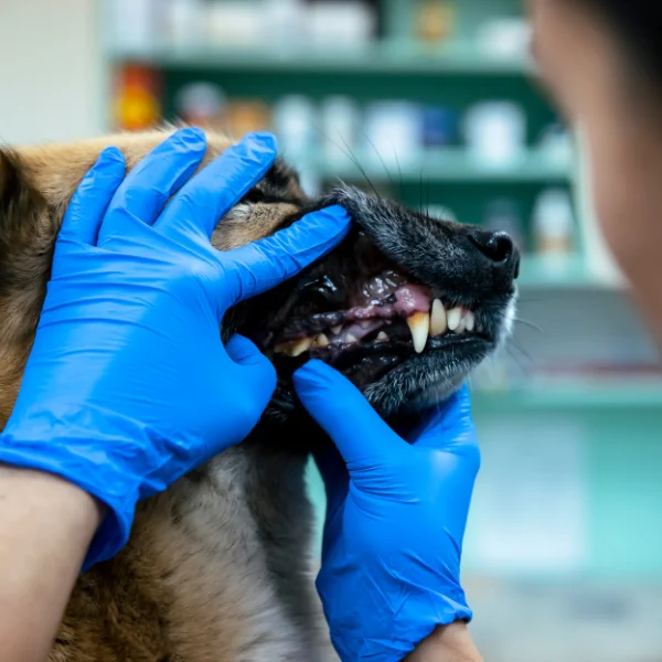 Veterinarian wearing blue gloves carefully examining a dog's teeth and gums, lifting the dog's lip to inspect the condition of its mouth during a dental check-up.