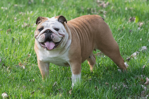 A person brushing a dog's teeth