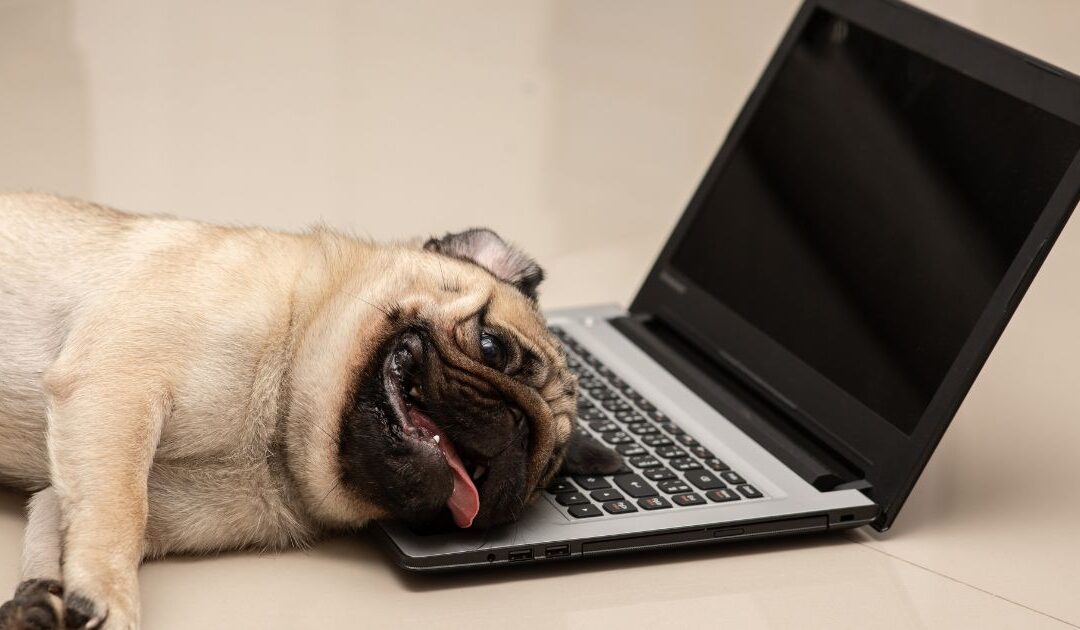 Caring for Your Flat-Faced Pup – Essential Health Tips for Brachycephalic Dogs