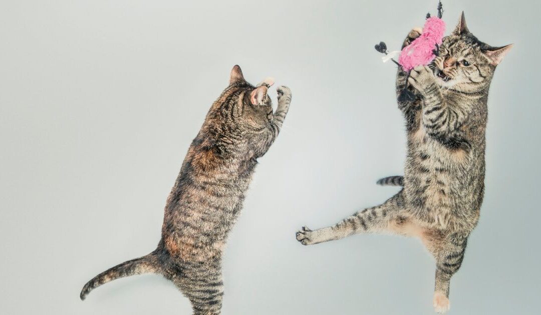 Playing With Your Cat: How to Keep Your Feline Happy and Active