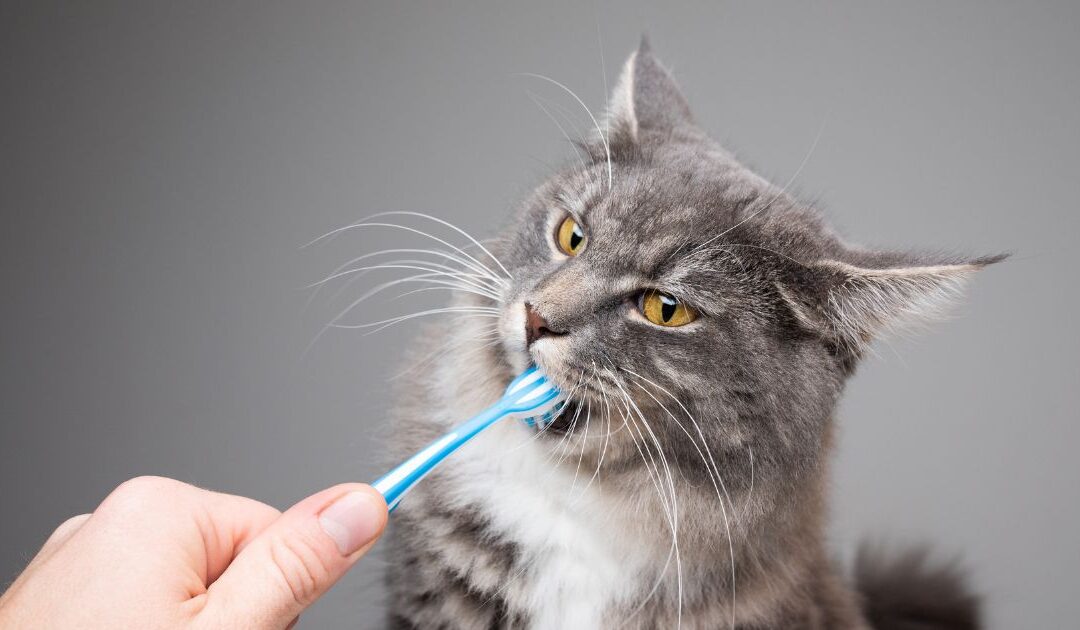 Protecting Your Cat’s Dental Health – Signs, Prevention, and Care