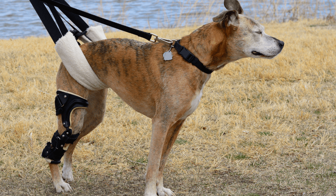 Does My Dog Need ACL Surgery? How to  Tell