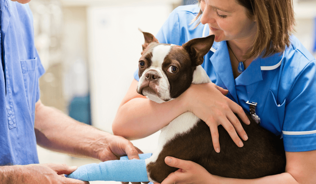 Preventing Future Injuries: How to Protect Your Dog’s Knees After ACL Surgery