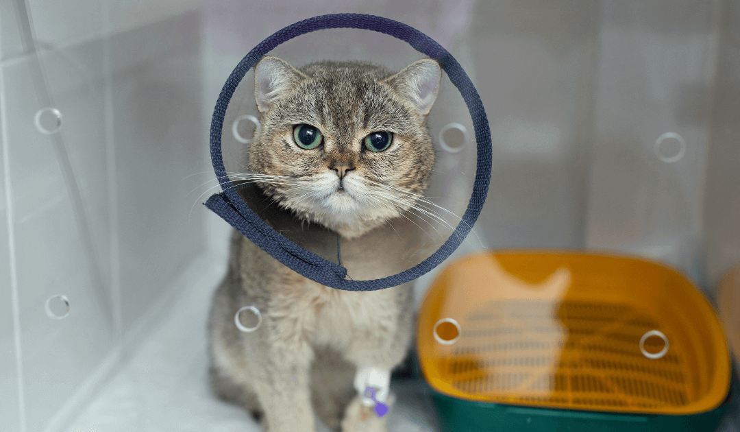Rehab & Recovery: How to Help Your Pet Heal After Surgery