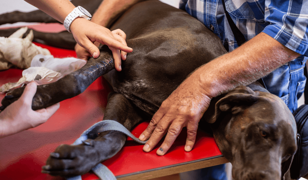 The Cost of ACL Surgery for Dogs: What Pet Owners Should Expect